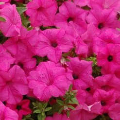 Surfinia® Sumo Pink Petunia Plant