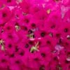 Surfinia® Sumo Plum Petunia Plant -Annual Plants Popular Shop surfinia sumo plum plant 1325 detail