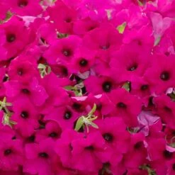 Surfinia® Sumo Plum Petunia Plant