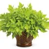 Proven Accents® Sweet Caroline Light Green Ipomoea Plant -Annual Plants Popular Shop sweet caroline light green ipomoea plant 1563 detail
