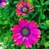 Summertime® Sweet Purple Osteospermum Plant -Annual Plants Popular Shop sweet purple osteospermum plant 591 detail