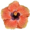 Sweetie Pie Dwarf Cajun Hibiscus -Annual Plants Popular Shop sweetie pie cajun hibiscus plant 757 detail