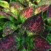 Tapestry Coleus Plant -Annual Plants Popular Shop tapestry coleus plant 329 detail