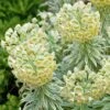 Tasmanian Tiger Euphorbia (Leafy Spurge) -Annual Plants Popular Shop tasmanian tiger euphorbia plant 1525 detail