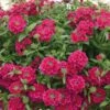 Temari® Burgundy Verbena Plant 2 Temari® Burgundy Verbena Plant -Annual Plants Popular Shop temari burgundy verbena plant 1902 detail