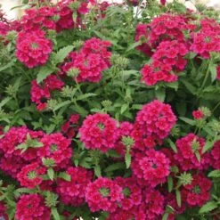 Temari® Burgundy Verbena Plant