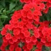 Temari® Trailing Red Verbena Plant -Annual Plants Popular Shop temari trailing red verbena plant 2062 detail