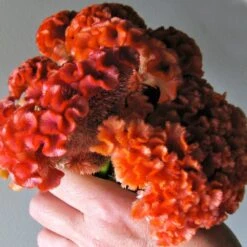 Temple Bells Orange Celosia