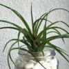 Tillandsia Cyanea Air -Annual Plants Popular Shop tillandsia cyanea air plant 1229 detail