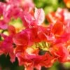 Tomato Red Bougainvillea Plant -Annual Plants Popular Shop tomato red bougainvillea plant 177 detail