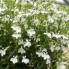 Magadi™ Compact White Lobelia -Annual Plants Popular Shop trailing compact white lobelia plant 1630 detail