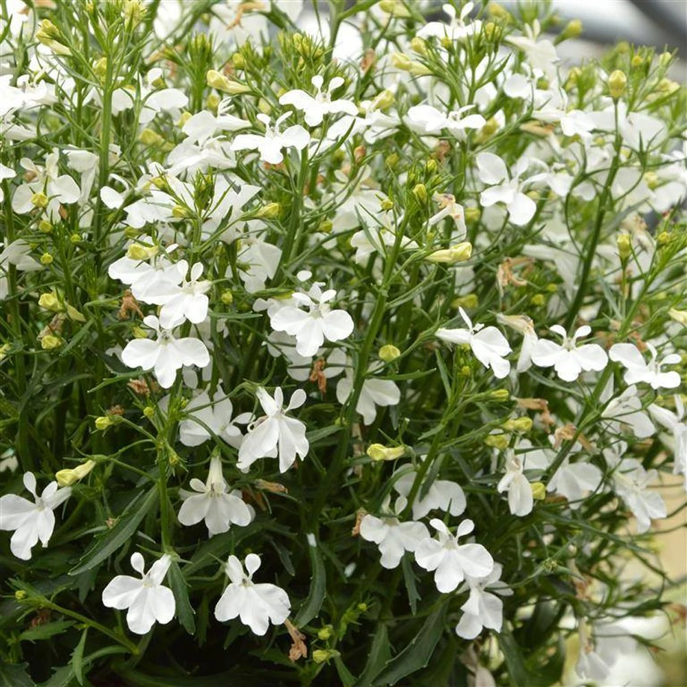 Magadi™ Compact White Lobelia 3 Magadi™ Compact White Lobelia