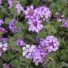 Trailing Lavender Lantana Plant