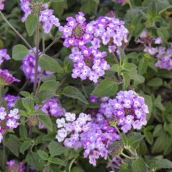 Trailing Lavender Lantana Plant