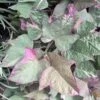 Tricolor Ipomoea Plant 2 Tricolor Ipomoea Plant -Annual Plants Popular Shop tricolor ipomoea plant 1752 detail