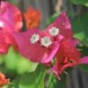 Tropical Bouquet Bougainvillea Plant -Annual Plants Popular Shop tropical bouquet bougainvillea plant 1 491 detail