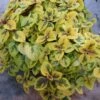 Troys Gold Plectranthus -Annual Plants Popular Shop troys gold plectranthus plant 134 detail