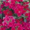 Tukana® Raspberry Verbena Plant 2 Tukana® Raspberry Verbena Plant -Annual Plants Popular Shop tukana raspberry verbena plant 731 detail