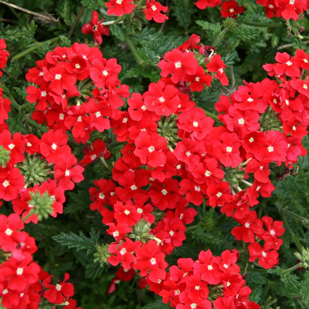 Tukana® Scarlet Verbena Plant 3 Tukana® Scarlet Verbena Plant