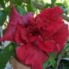 Untamed Heart Cajun Hibiscus -Annual Plants Popular Shop untamed heart cajun hibiscus plant 311 detail