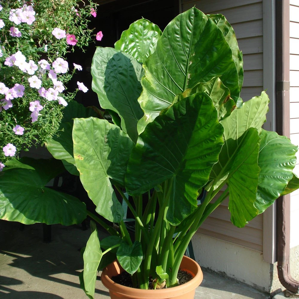 Upright Elephant Ear Alocasia Plant 3 Upright Elephant Ear Alocasia Plant