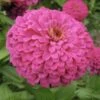 Uproar Rose Zinnia 2 Uproar Rose Zinnia -Annual Plants Popular Shop uproar rose zinnia plant 2168 detail