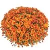 Belgian Mum® Urano Orange Plant -Annual Plants Popular Shop urano orange belgian mum plant 229 detail
