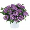 Vanessa™ Compact Violet Verbena Plant 1 Vanessa™ Compact Violet Verbena Plant -Annual Plants Popular Shop vanessa compact violet verbena plant 1079 detail