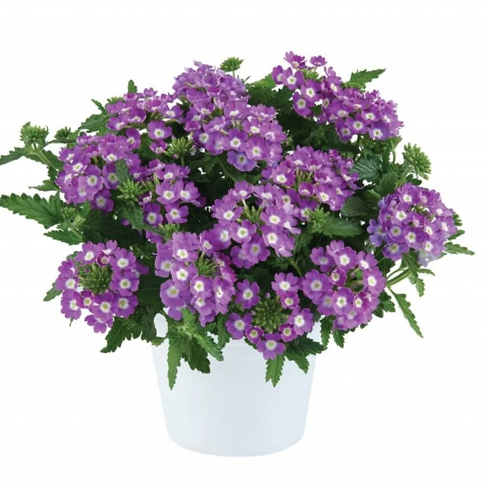 Vanessa™ Compact Violet Verbena Plant 3 Vanessa™ Compact Violet Verbena Plant