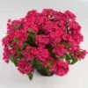 Vanessa™ Compact Neon Pink Verbena Plant 2 Vanessa™ Compact Neon Pink Verbena Plant -Annual Plants Popular Shop vanessa neon pink verbena plant 1418 detail