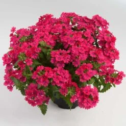 Vanessa™ Compact Neon Pink Verbena Plant