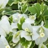 Vanilla Ice Bougainvillea Plant 1 Vanilla Ice Bougainvillea Plant -Annual Plants Popular Shop vanilla ice bougainvillea plant 1653 detail