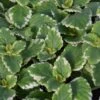 Variegated Plectranthus -Annual Plants Popular Shop variegated plectranthus plant 1670 detail