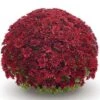 Belgian Mum® Vega Red Plant 2 Belgian Mum® Vega Red Plant -Annual Plants Popular Shop vega red belgian mum plant 268 detail