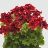 Aristo® Velvet Red Regal Geranium Plant