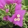 Violet Blueberry Ice Bougainvillea Plant -Annual Plants Popular Shop violet blueberry ice bougainvillea plant 130 detail