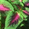 Watermelon Coleus Plant 2 Watermelon Coleus Plant -Annual Plants Popular Shop watermelon coleus plant 773 detail