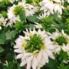White Bombay Scaevola -Annual Plants Popular Shop white bombay scaevola plant for sale 2195 detail