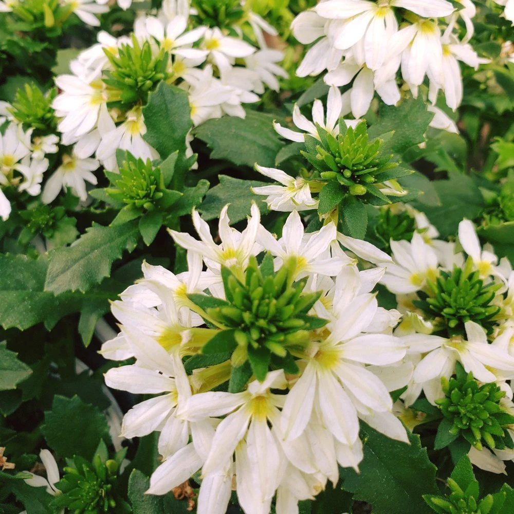 White Bombay Scaevola 3 White Bombay Scaevola