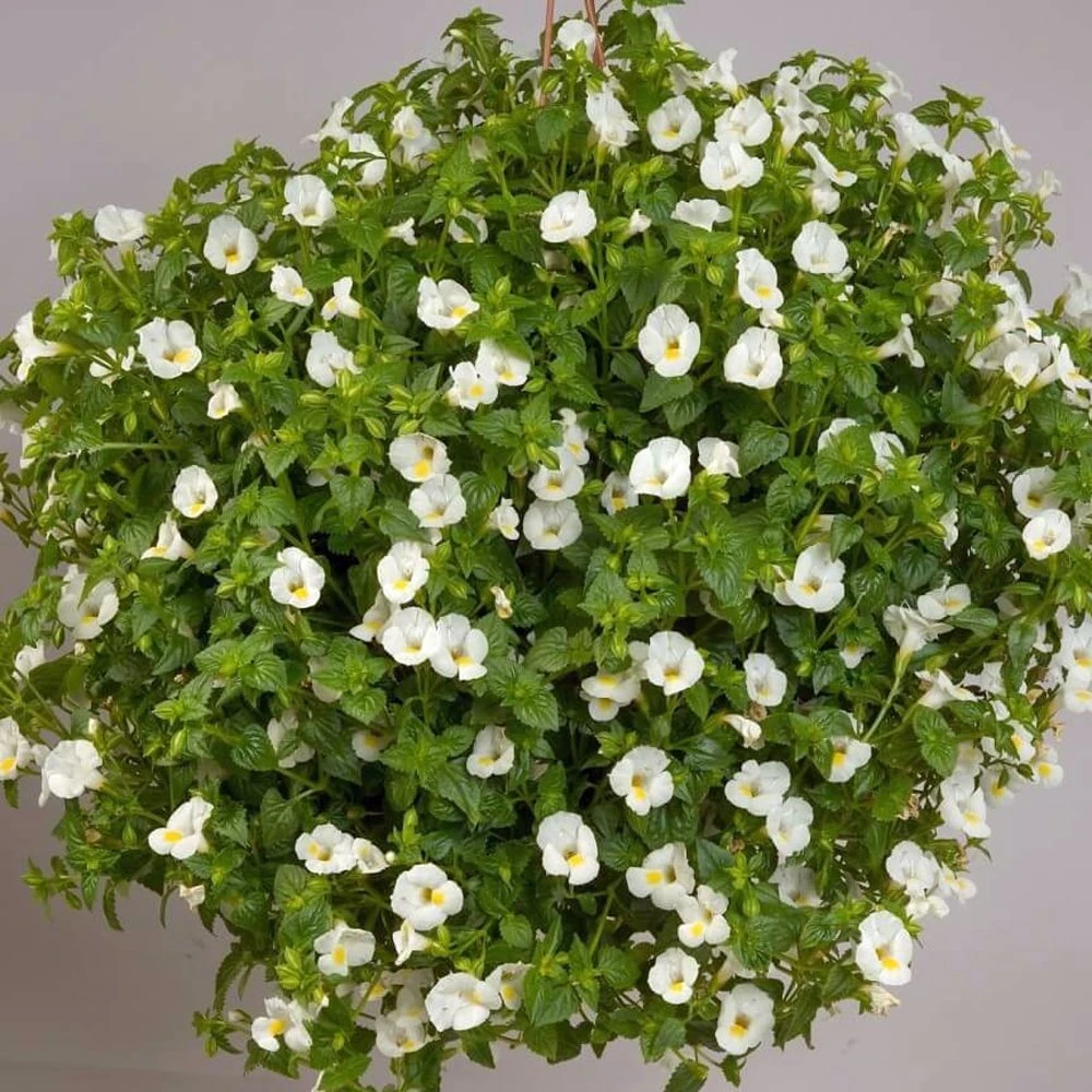 White Moon Torenia 3 White Moon Torenia