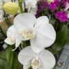 Pure White Phalaenopsis Orchid 2 Pure White Phalaenopsis Orchid -Annual Plants Popular Shop white orchid plant 703 detail