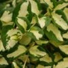 Wojo's Jem Vinca Vine -Annual Plants Popular Shop wojos jem vinca vine plant 448 detail