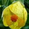 Yellow Bells Abutilon 2 Yellow Bells Abutilon -Annual Plants Popular Shop yellow bells abutilon plant 1303 detail