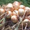 Yellow Granex Onion -Annual Plants Popular Shop yellow granex onion plants 1207 detail