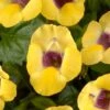Yellow Moon Torenia 1 Yellow Moon Torenia -Annual Plants Popular Shop yellow moon wishbone flower torenia plant 795 detail