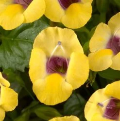 Yellow Moon Torenia