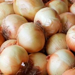 Yellow Sweet Spanish Onion