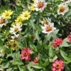 Zahara Raspberry Lemonade Mix Zinnia -Annual Plants Popular Shop zahara raspberry lemonade mix zinnia plant 750 detail