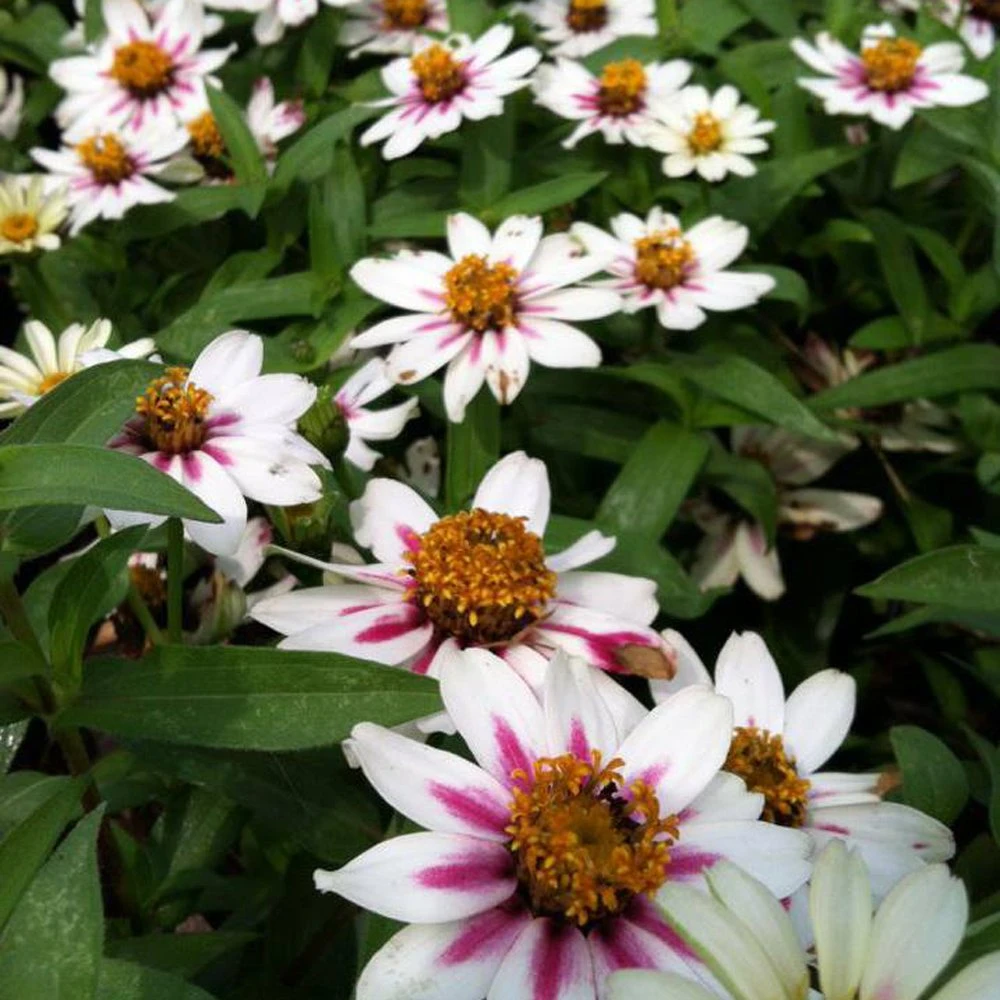 Zahara Starlight Rose Zinnia 3 Zahara Starlight Rose Zinnia