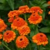 Zinderella Orange Zinnia -Annual Plants Popular Shop zinderella orange zinnia plant 103 detail